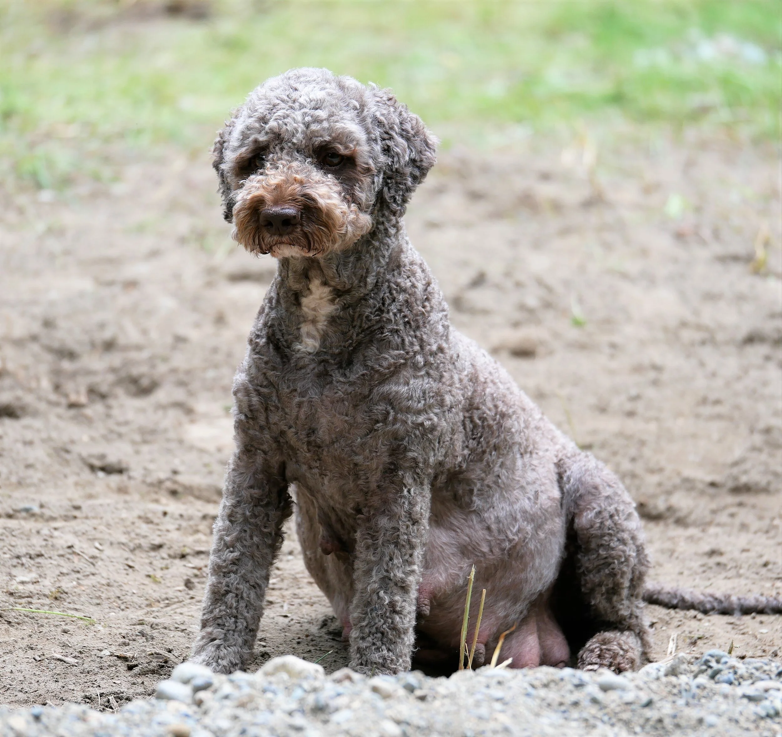 Lagotto Puppy