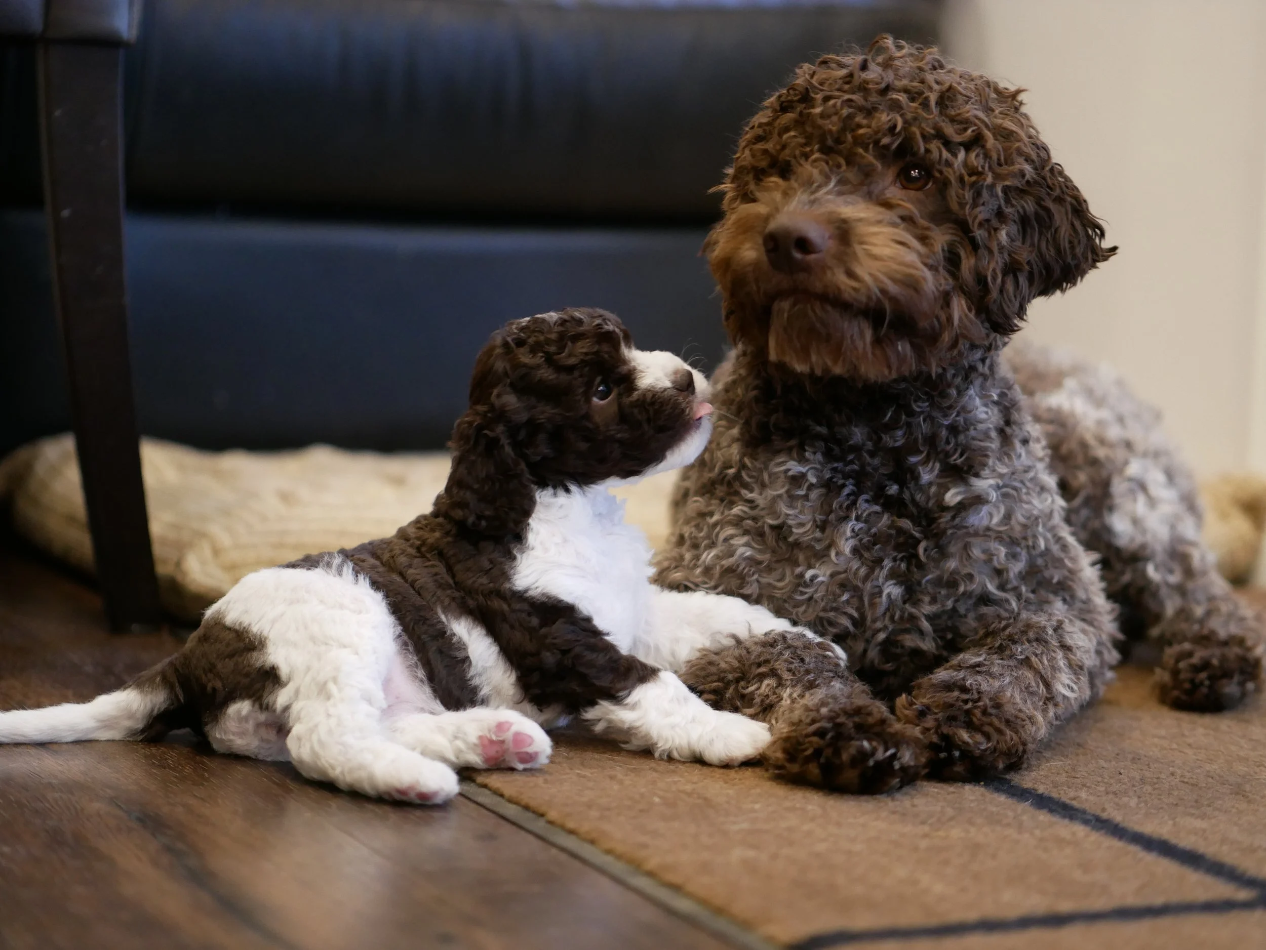 Adult Lagotto